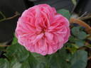 Bailando rose photo