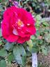 Abbatiale de Pontigny ® rose photo