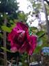 Berthe Morisot rose photo