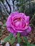 Catherine de Médicis rose photo
