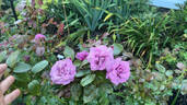 Angel Face (floribunda, Swim rose photo
