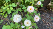 Winchester Cathedral ® rose photo