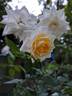Honeymilk rose photo
