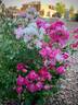 Pretty Polly Pink rose photo