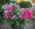 Pretty Polly Pink rose photo