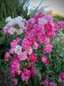 Pretty Polly Pink rose photo