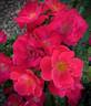 Brick House™ Pink rose photo