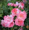 Peach Drift ® rose photo