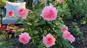 Liv Tyler ® rose photo