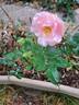 Carole Bouquet rose photo