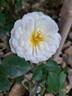 Marina Picasso rose photo