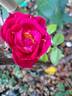 Henri Matisse rose photo