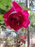Berthe Morisot rose photo