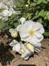Elisabeth Oberle rose photo