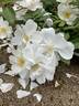 Elisabeth Oberle rose photo