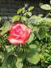 Raphaela rose photo