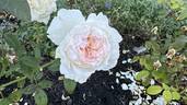 Bolero ™ rose photo