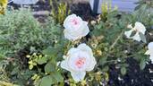 Bolero ™ rose photo