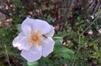 Maria Mathilda rose photo