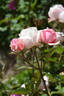 Careless Love rose photo