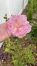AUScam rose photo