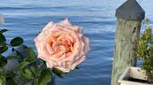 Sunset Celebration ™ rose photo