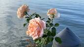 Sunset Celebration ™ rose photo