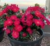 Brick House™ Pink rose photo