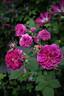 Erinnerung an Brod rose photo