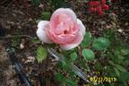 Careless Love rose photo