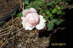 Careless Love rose photo