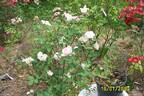 Careless Love rose photo