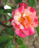Léonie Lamesch rose photo