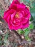 Henri Matisse rose photo