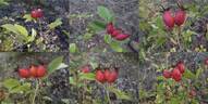 <i>Rosa corymbulosa</i> Rolfe rose photo