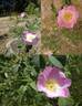<i>Rosa corymbulosa</i> Rolfe rose photo
