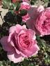 Our last summer™ Plant'n'relax® rose photo
