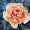 Carl Nielsen rose photo