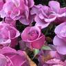 Blueberry Hill ™ rose photo