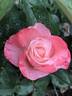 Auf die Freundschaft rose photo