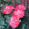 Auf die Freundschaft rose photo