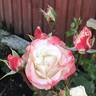 Auf die Freundschaft rose photo