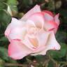Auf die Freundschaft rose photo