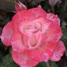 Auf die Freundschaft rose photo