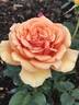 Ashram ® rose photo