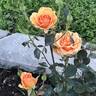 Ashram ® rose photo