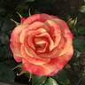 Airbrush rose photo