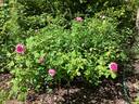 Madame Boll rose photo