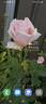 Korovo rose photo
