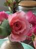 Korovo rose photo